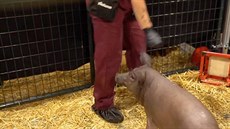 Prase Gertrude, které má v hlav� implantovaný �ip. (28. srpna 2020)