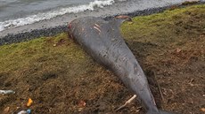 Nejmén 17 mrtvých delfín se nalo na mauricijském pobeí, u nho ped...