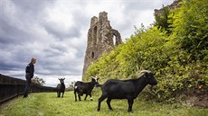 Hrad Pot�tejn na Rychnovsku.