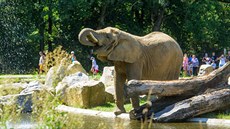 Tři slonice si ve zlínské zoo užívají nový rozlehlý výběh, který je základem...