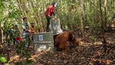 Sthování orangutana. V Indonésii pevezli skupinu, která uvázla na plantái.
