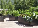 Záhony zeleniny a bylinek lze umístit do zahrady i na terasu.