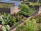 Záhony zeleniny a bylinek lze umístit do zahrady i na terasu.