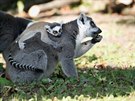 Mal lemur  (27. 8. 2020)