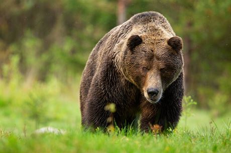 Podle odhad ije na Slovensku asi 1 300 medvd.
