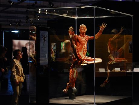 Výstava Body Worlds pedstavuje exponáty v podob tl zemelých lidí, na nich...