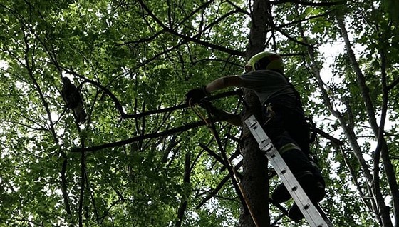 Hasiči zachránili uvázlého dravce na stromě na Vsetínsku. (5. září 2020)