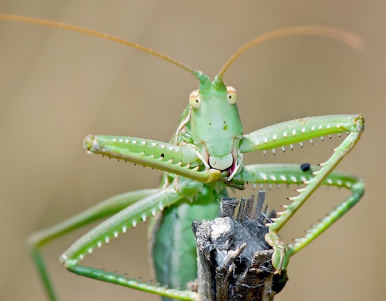 Kobylka sága je dravec s exotickým vzhledem. Měří více než deset centimetrů, a...
