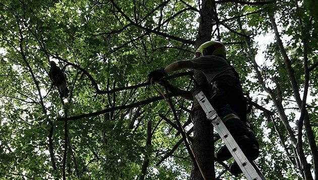 Hasii zachránili uvázlého dravce na strom na Vsetínsku. (5. záí 2020)