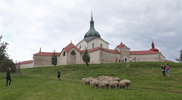 Ovce farmáe Milana Daourka byly na svah kopce pod Zelenou horou ve áru nad...