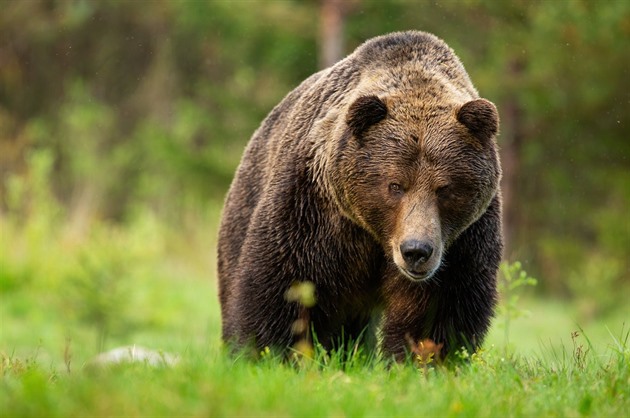 Aktivista v Polsku chtěl chránit medvěda. Ten ho napadl, muž bojoval o život