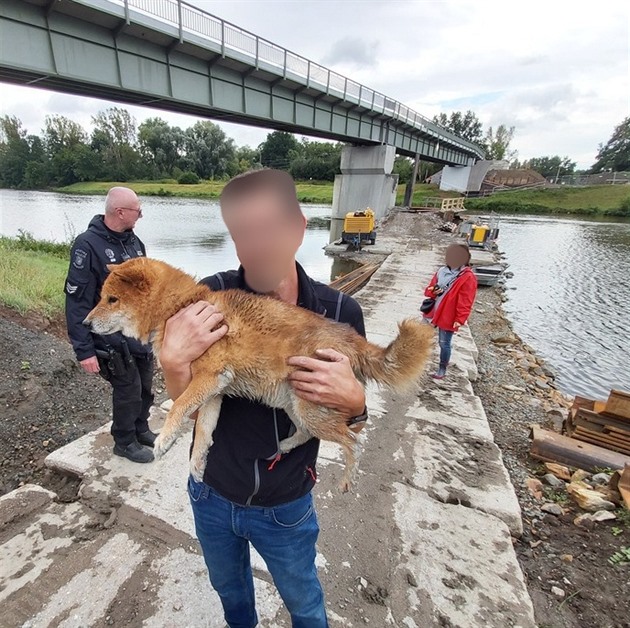 Shiba-Inu skonila v nárui svého majitele.