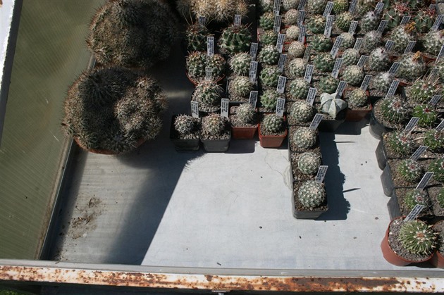 Ze skleníku zmizelo tém 160 kus kaktus.