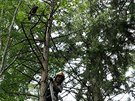 Hasii zachrnili uvzlho dravce na strom na Vsetnsku. (5. z 2020)
