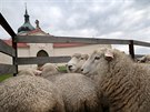 Ovce farme Milana Daourka byly na svah kopce pod Zelenou horou ve ru nad...