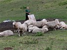 kolem zvat bylo vypodat se hlavn s obrstajcmi devinami a nedouc...