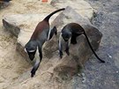 Takto zachytila uprchlky nvtvnice zoo. Kokodany Dianiny chov ostravsk...