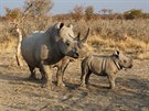 Snímek nosoroce s mládtem jako symbol nadje... (Rebecca Heselton's: White...