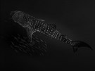 Snímek poízený bhem freedivingu pro výzkum madagaskarského velrybího raloka....