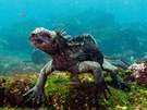 Galapágy nepestávají být symbolem rozmanitosti divoké pírody, na její...