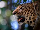 Leopardí samice zachycená na strom poté, co spoádala zajíce a chtla odejít,...