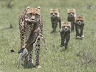 Rodinka gepard na lovu. (Gary Bushell: One Shot, Masai Mara, Kea)