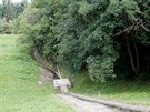 Stopy kopyt a rozrytou hlínu nacházejí chatai z Palackého vrchu v Brn ve...