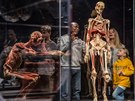 Vstava Body Worlds pedstavuje exponty v podob tl zemelch lid, na nich...