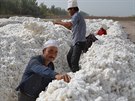 íntí ujgurtí pracovníci suí bavlnu v Alaru. (15. záí 2015)
