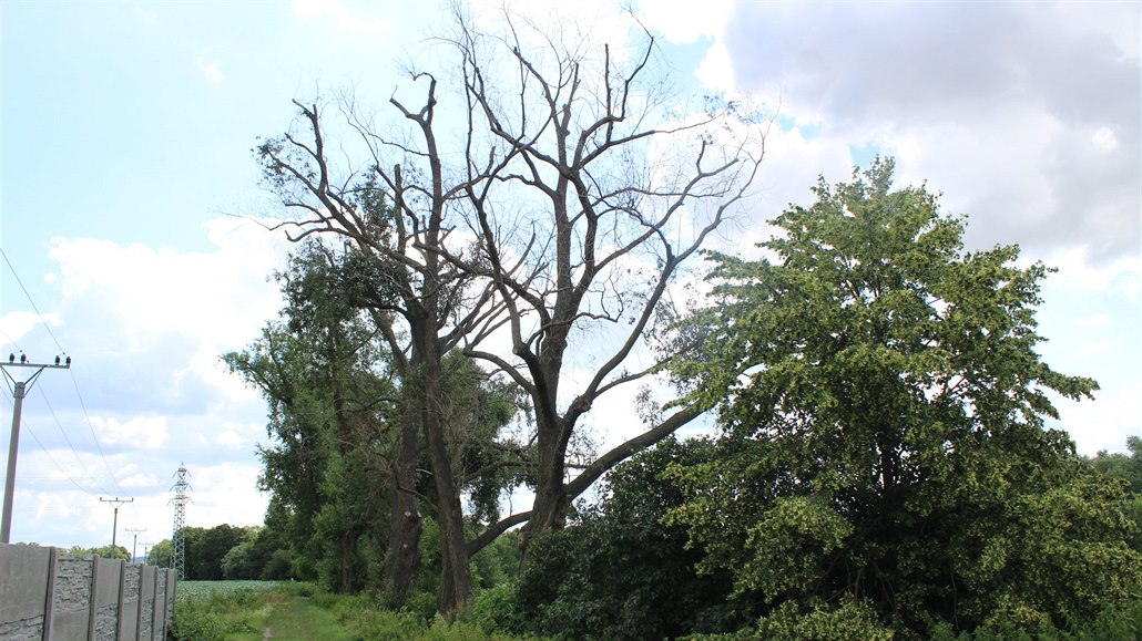 Poničené stromy postupně odumírají, podle starosty může být škoda až několik...