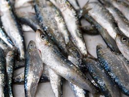Nejv�t�í obsah mikroplast� zjistili v�dci v sardinkách.