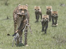 Rodinka gepard na lovu. (Gary Bushell: One Shot, Masai Mara, Kea)