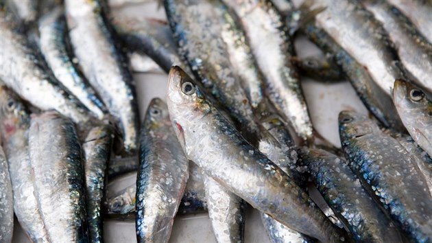 Největší obsah mikroplastů zjistili vědci v sardinkách.
