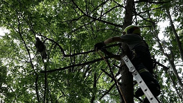 Hasii zachrnili uvzlho dravce na strom na Vsetnsku. (5. z 2020)