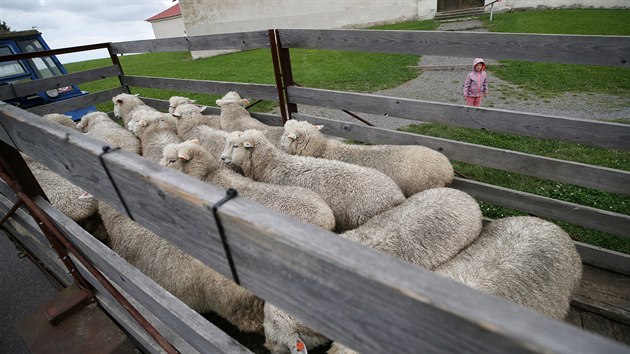 Pod taktovkou svho majitele a jeho ovckho psa ovce v pondl veer nastoupily na valnk a odcestovaly na svoji domovskou pastvinu u Potek.