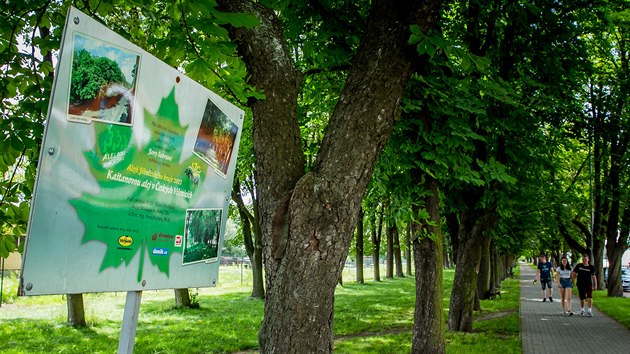 V roce 2012 se stromoad v eskch Velenicch stalo alej roku Jihoeskho kraje.
