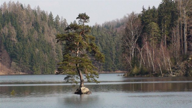 Vysoko na sk�le nad vesni�kou Chudob�n se kdysi ty�ila krasavice, zaj�mav� rostl� borovice.