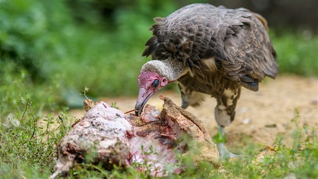 V sobotu 5. září 2020 se v Zoo Praha slaví Mezinárodní den supů a kondorů. Na...