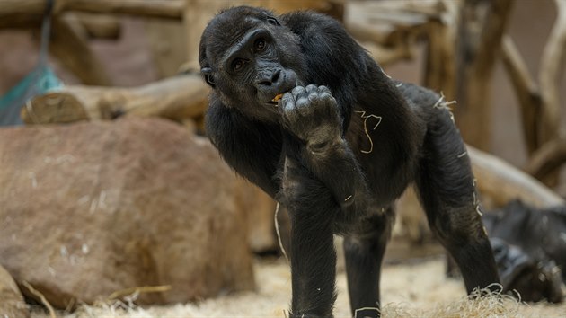 Nuru je prostedn ze t mlat z goril rodiny ze Zoo Praha.
