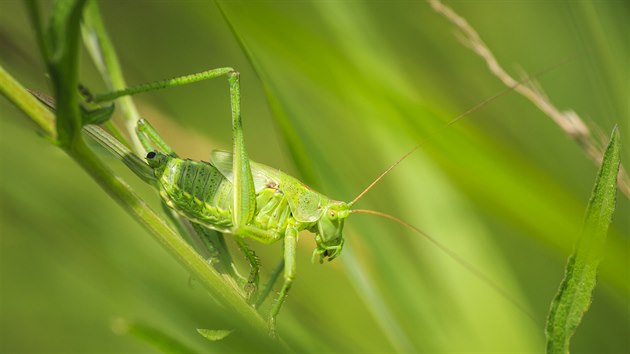 Když samec kobylky zelené přivábí samičku, páření trvá téměř hodinu.