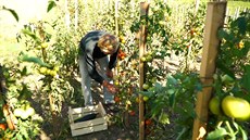 Do záhon� je t�eba chodit denn�.
