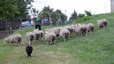 Ačkoliv ovce spásaly travnatý svah nad Konventským rybníkem původně v počtu...