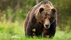 Podle odhadů žije na Slovensku asi 1 300 medvědů.