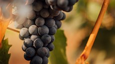 Jako jediné české VOC se Modré hory zaměřují na vína pouze z tradičních modrých...