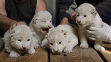 �ty�i bílá lví�ata se v hodonínské zoo narodila v p�lce srpna.