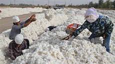 íntí ujgurtí pracovníci suí bavlnu v Alaru. (15. záí 2015)