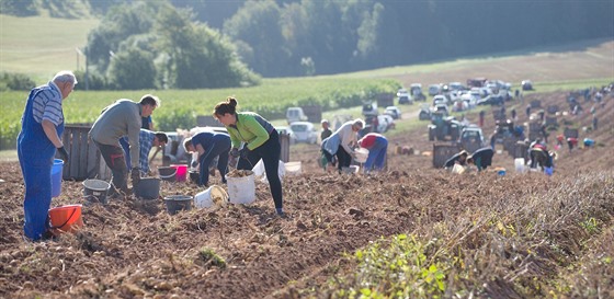 Samosběr brambor na poli zemědělského družstva ZEOS Lomnice