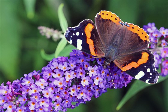 Komule Davidova láká motýly takovým zpsobem, e vám je do zahrady zaruen...
