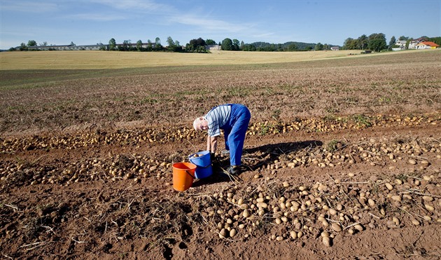 Stát plánuje více chránit půdu proti erozi. Doplatí na to pěstitelé brambor?