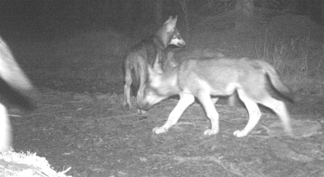 Na Šumavě žije bezmála čtyřicet vlků, přemnožení podle vědců nehrozí